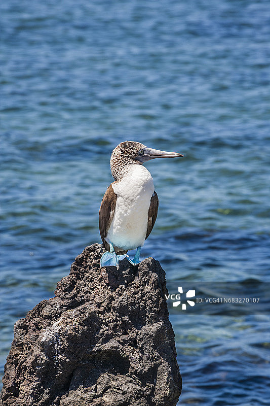 加拉帕戈斯蓝脚鲣鸟图片素材