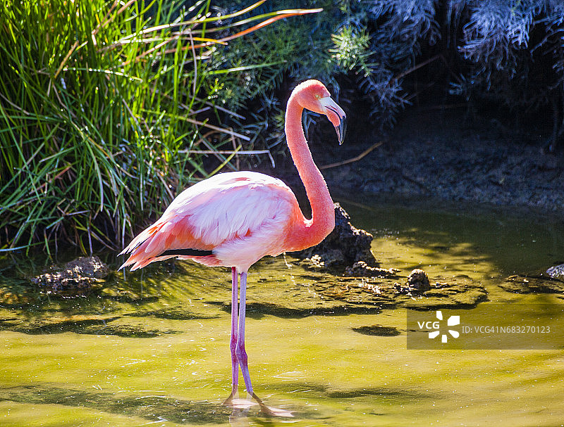 大红鹳在伊莎贝拉岛图片素材