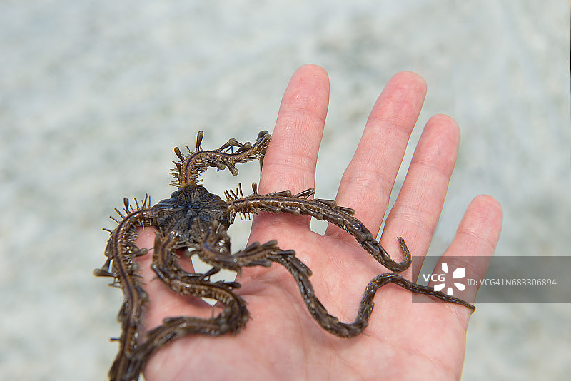 手持脆海星特写图片素材