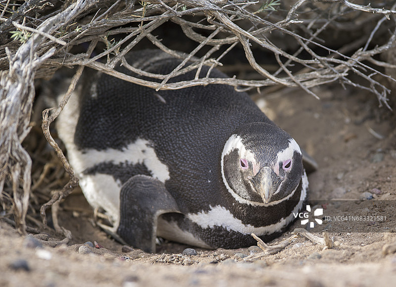 蓬塔汤博的麦哲伦企鹅图片素材