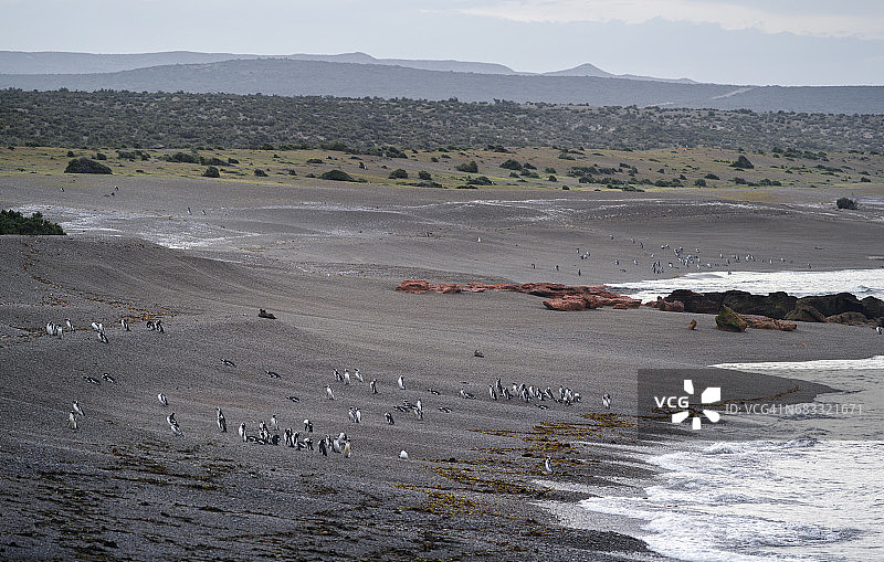 蓬塔汤博的麦哲伦企鹅图片素材