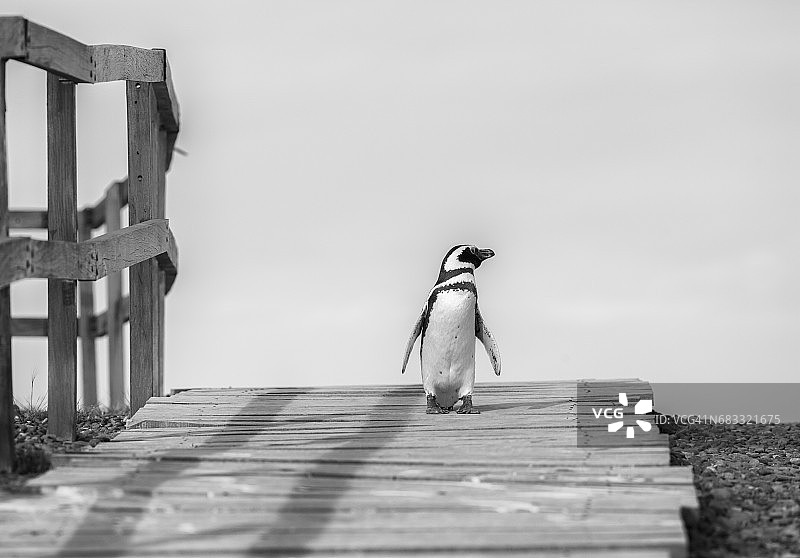 蓬塔汤博的麦哲伦企鹅图片素材