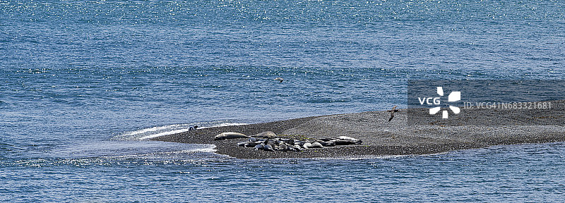 海滩上的海狮图片素材