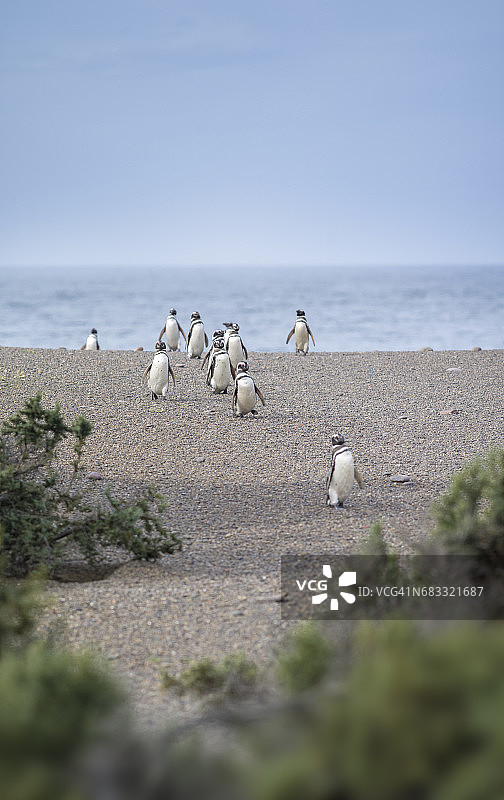 蓬塔汤博的麦哲伦企鹅图片素材