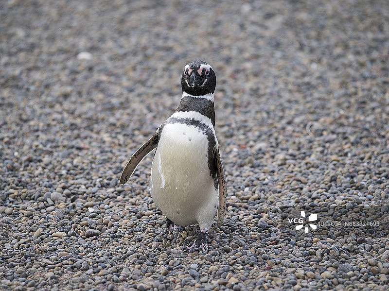 蓬塔汤博的麦哲伦企鹅图片素材