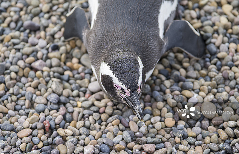 蓬塔汤博的麦哲伦企鹅图片素材