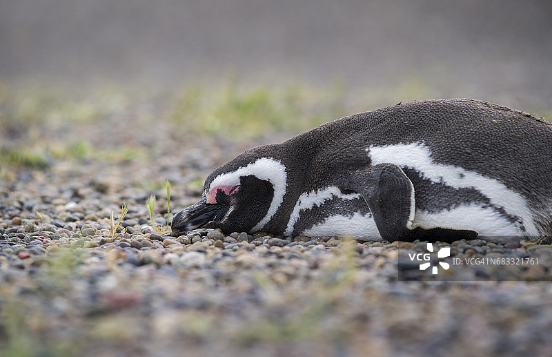 蓬塔汤博的麦哲伦企鹅图片素材