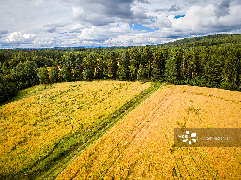 挪威南部的麦田图片素材