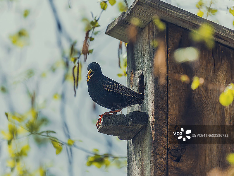 有椋鸟居住的鸟舍图片素材