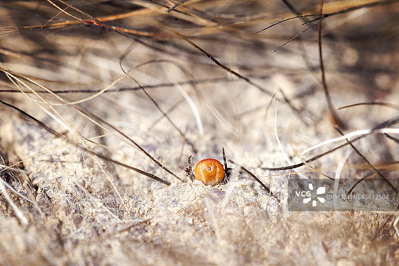 动物皮肤上的蜱虫：野猪皮上的蜱虫图片素材