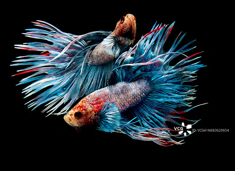 一对斗鱼（半月）或暹罗斗鱼和对比色图片素材