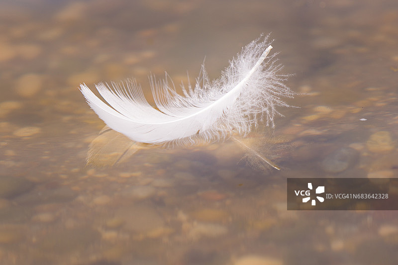 水中天鹅羽毛图片素材