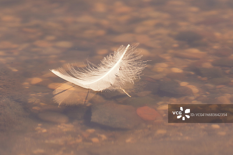 水中天鹅羽毛图片素材