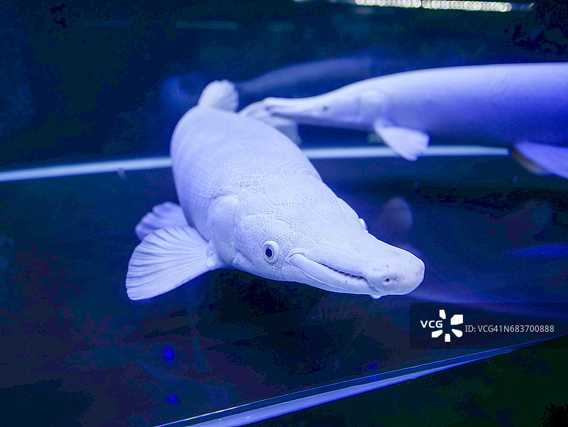 白金鳄雀鳝图片素材