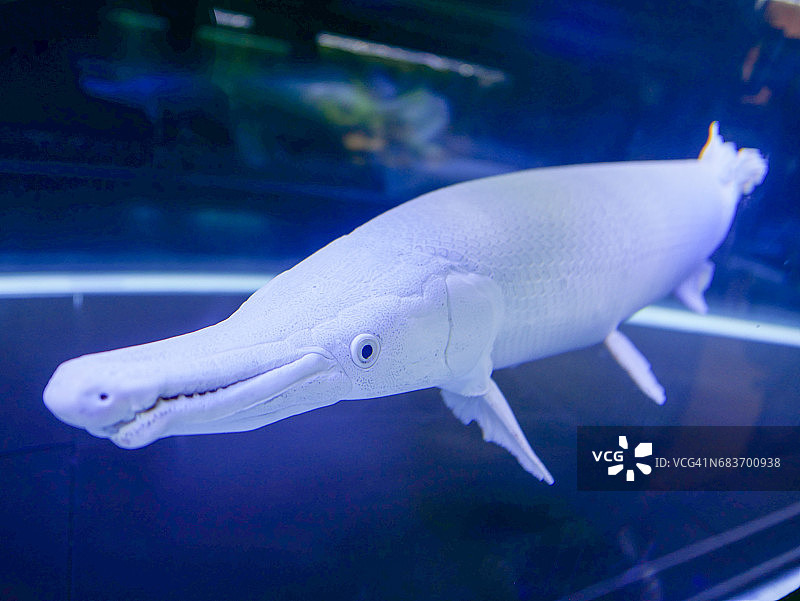 白金鳄雀鳝图片素材