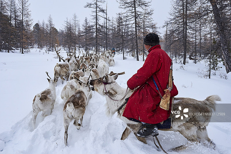 蒙古国查坦驯鹿游牧图片素材