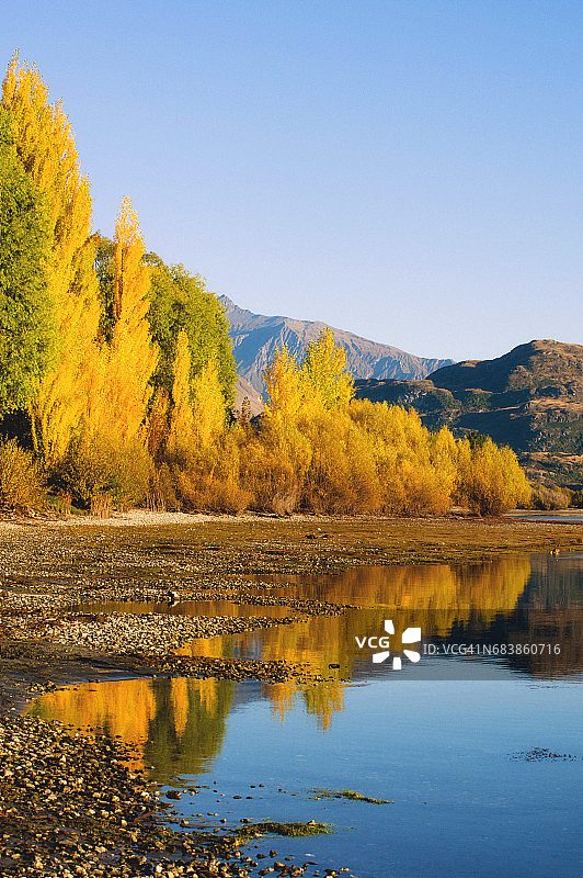 瓦纳卡湖格伦杜湾的秋日黄色白杨树图片素材