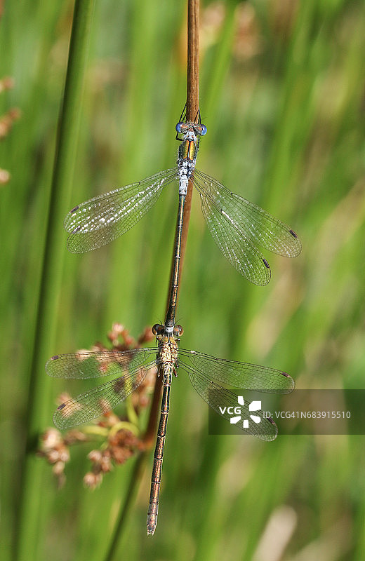 一对美丽的翠蜻蜓栖息在芦苇上图片素材
