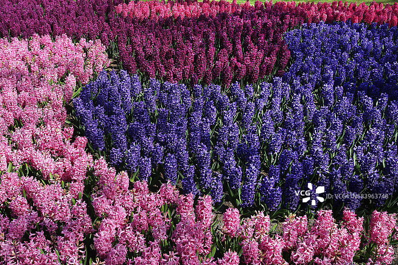 春天盛开的彩色郁金香图片素材