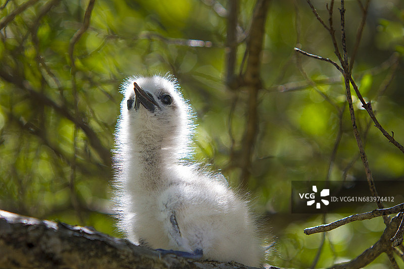 棕色暗结舌鸟图片素材