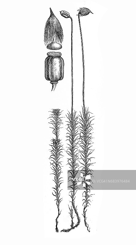 大金发藓图片素材