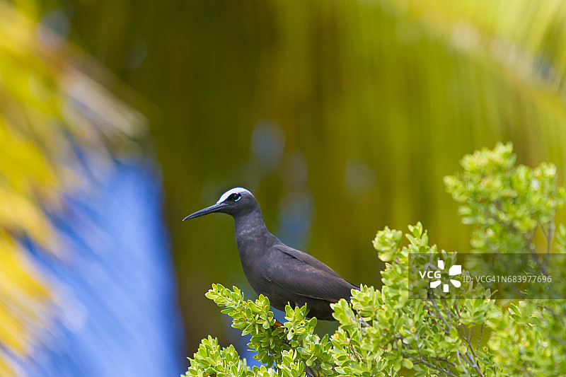 棕色暗结舌鸟图片素材