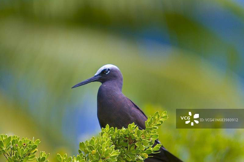 棕色暗结舌鸟图片素材