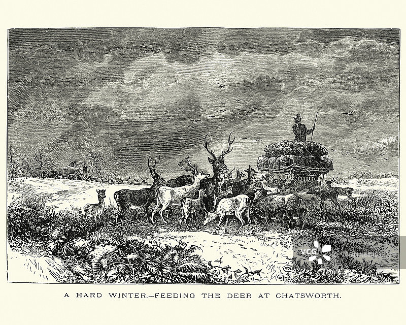 严冬-1872年在查茨沃斯喂鹿图片素材