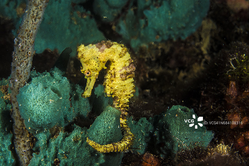 长吻海马图片素材