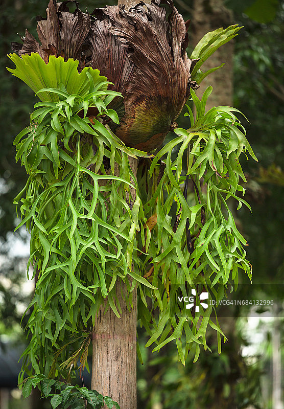 Kraechgasida植物图片素材