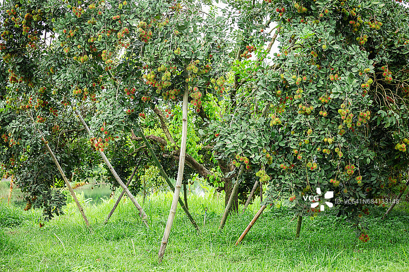 红毛丹树图片素材