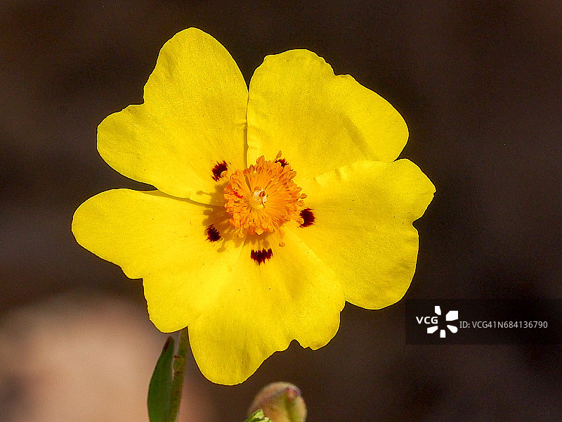 岩蔷薇(Halimium halimifolium)图片素材