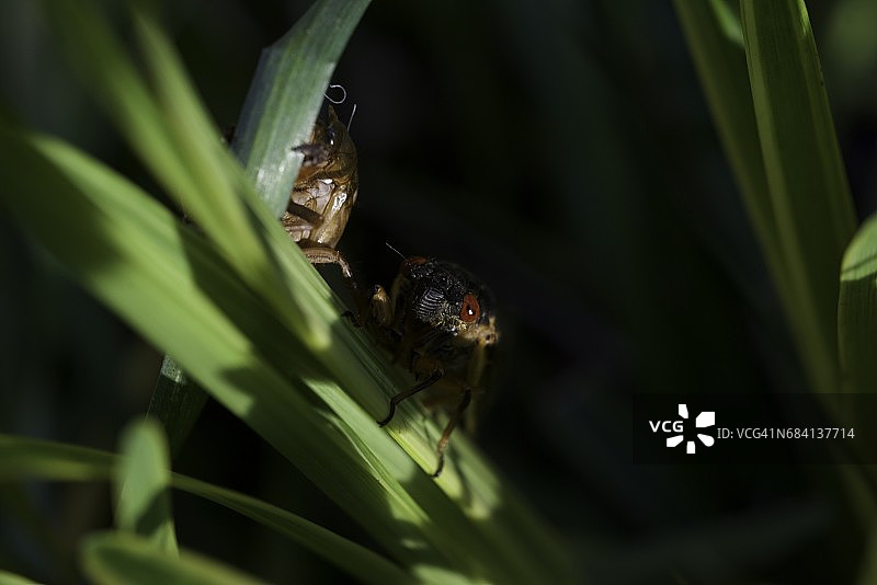蝉 пробуждается图片素材