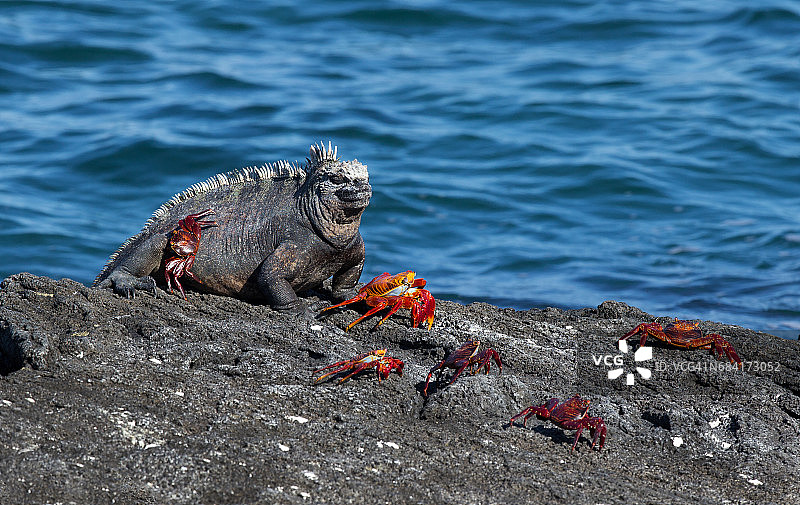 加拉帕戈斯海鬣蜥图片素材