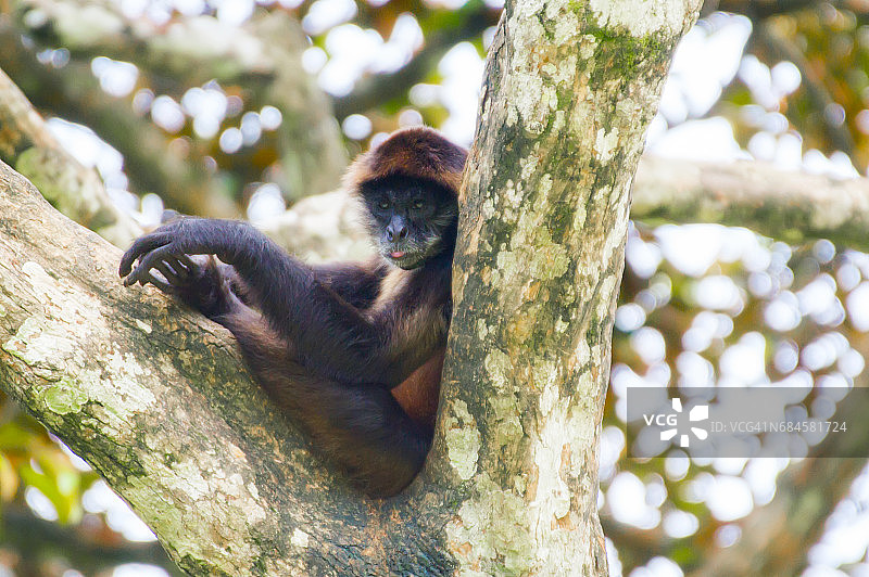坐在树枝上的黑掌蜘蛛猴图片素材