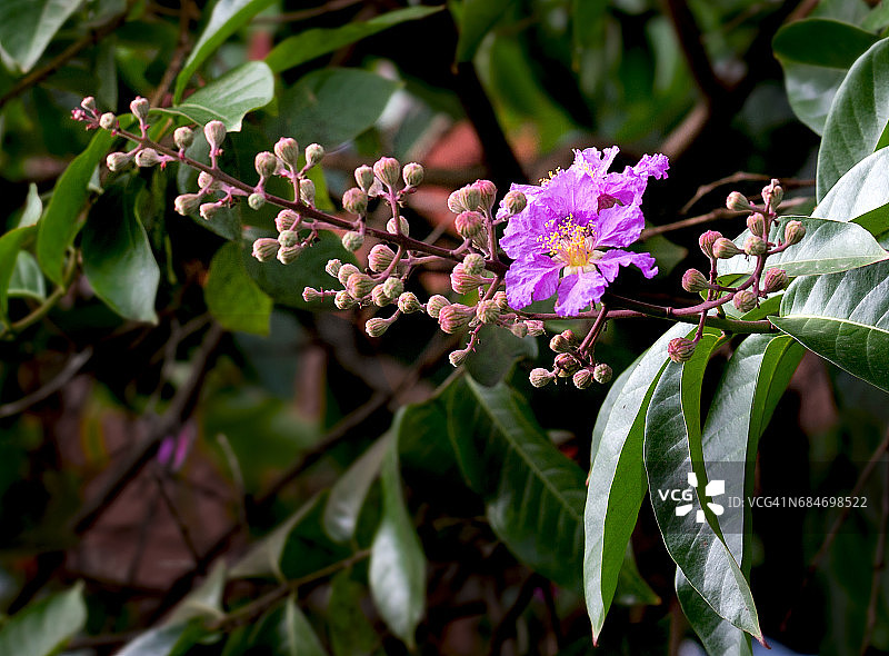 大花紫薇图片素材