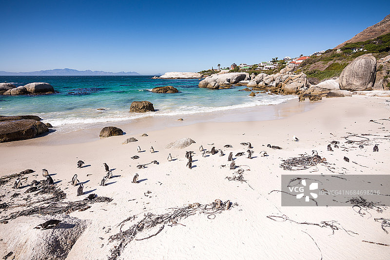 在巨石海滩上休息的非洲企鹅群图片素材