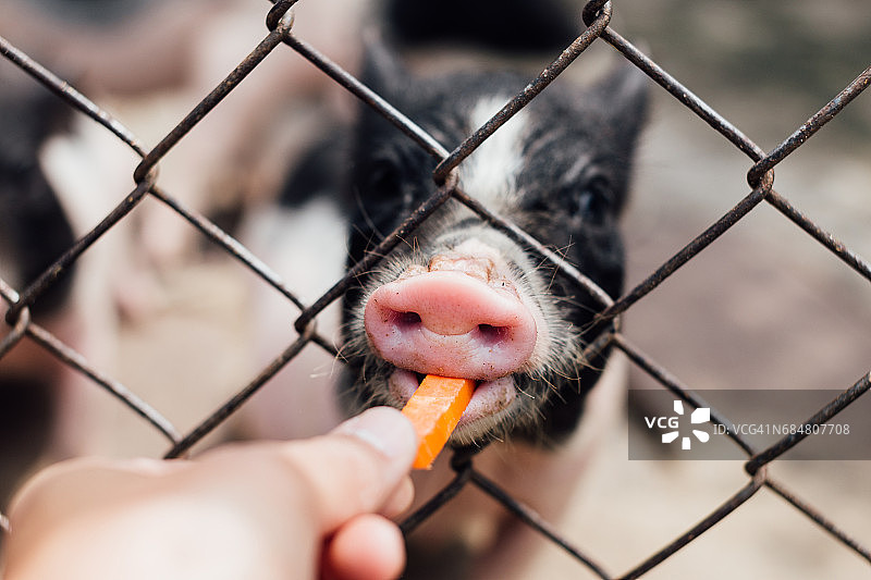 喂小猪图片素材