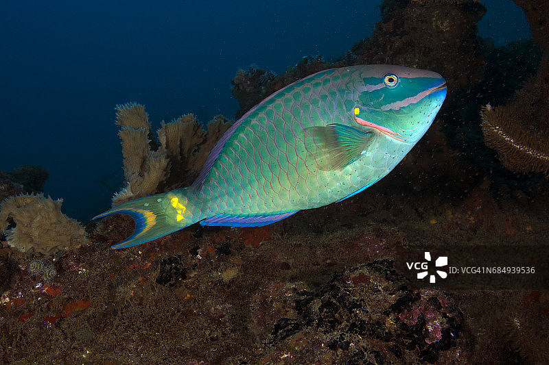 红绿灯鹦鹉鱼图片素材