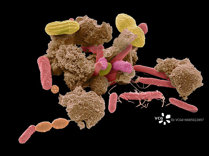 粪便细菌扫描电镜图图片素材