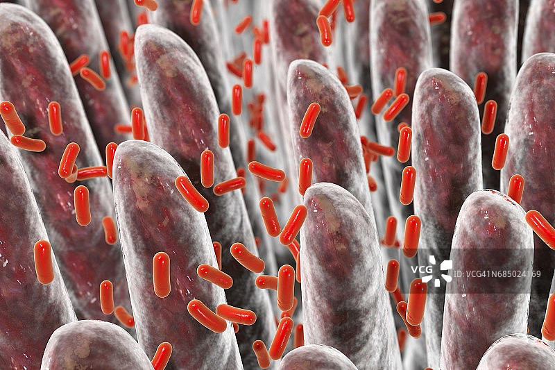 肠道绒毛细菌插图图片素材