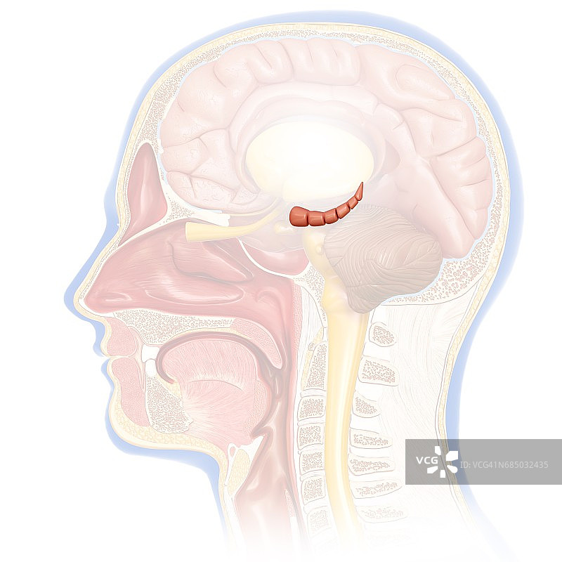 人脑中的海马体插图图片素材