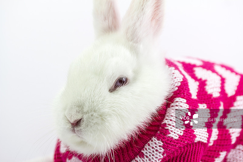 裹在冬季羊毛衫里的白色侏儒兔图片素材