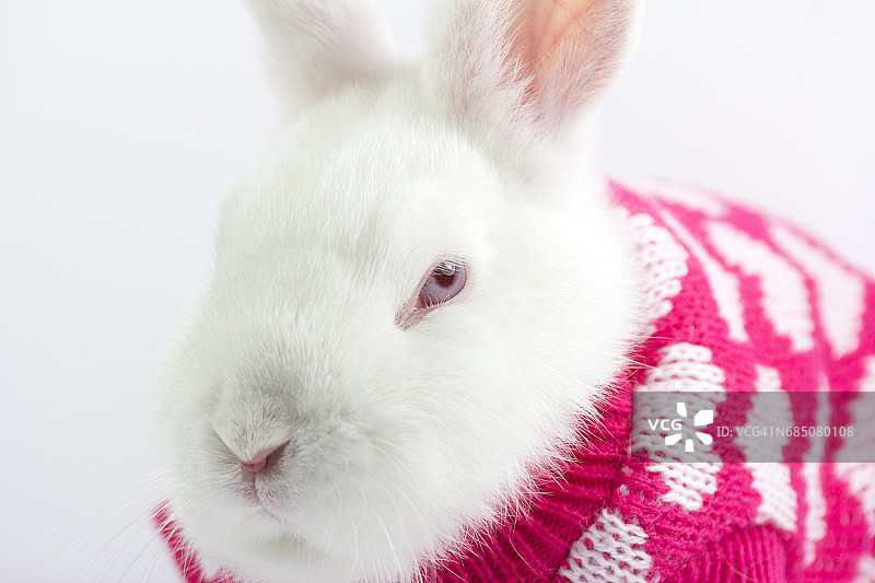 裹在冬季羊毛衫里的白色侏儒兔图片素材