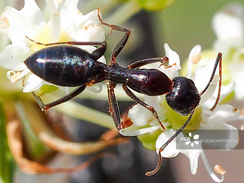 弯 Carpenter 蚁图片素材
