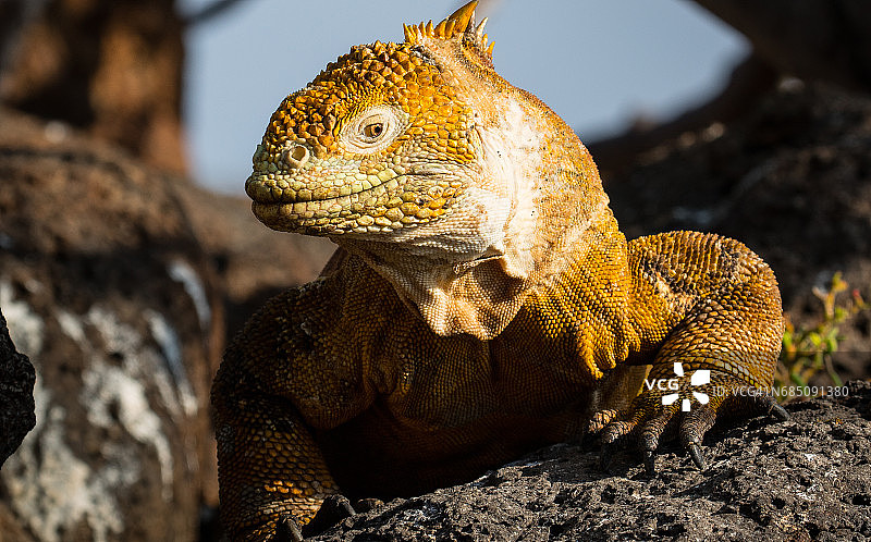 陆地鬣蜥图片素材