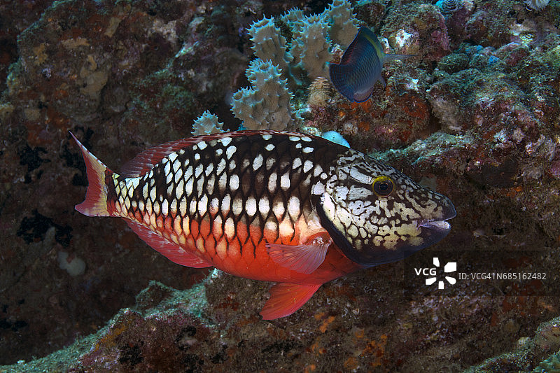 鹦嘴鱼（初始阶段）图片素材