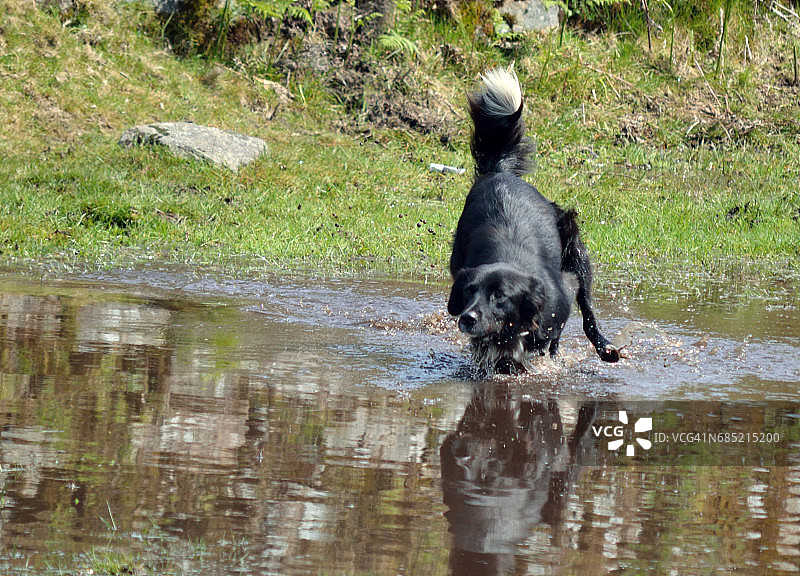 奔跑的狗图片素材