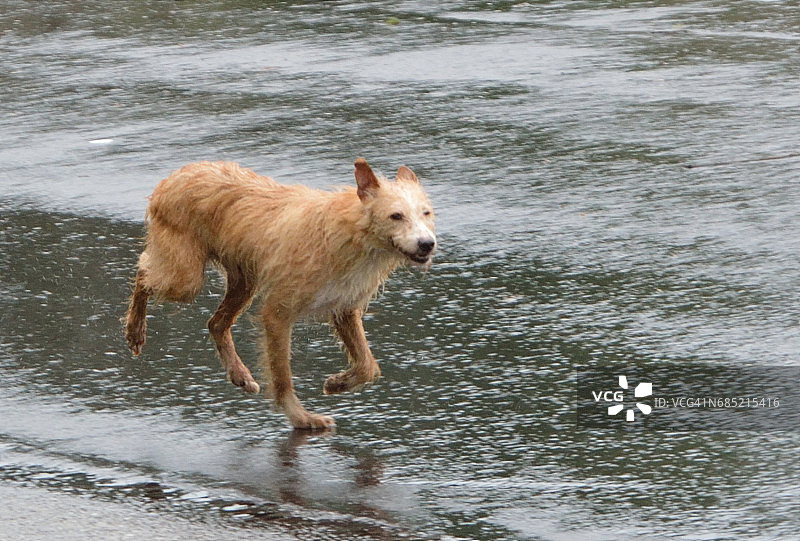 雨天白天狗在街上奔跑图片素材