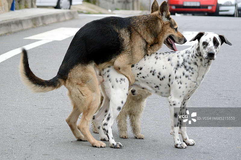 斑点狗与德国牧羊犬交配图片素材